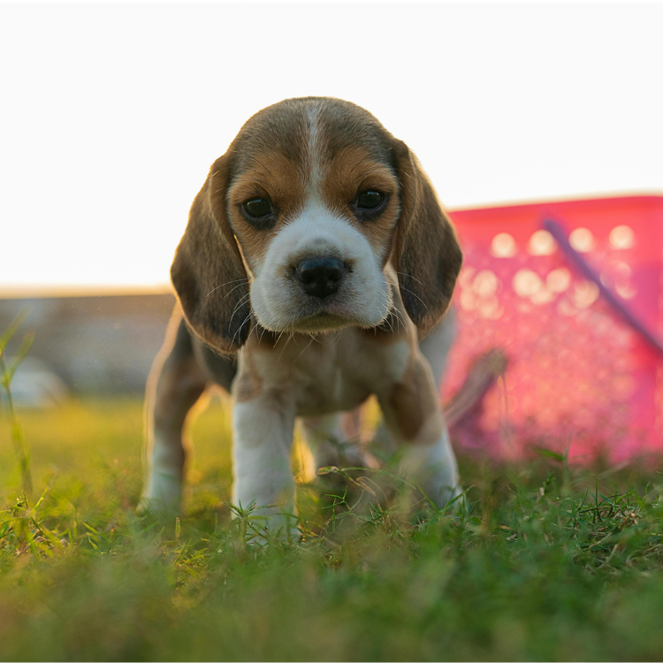 比格犬飼養建議 - 精力充沛的狗狗特徵與照顧要點 - 豪拜兒