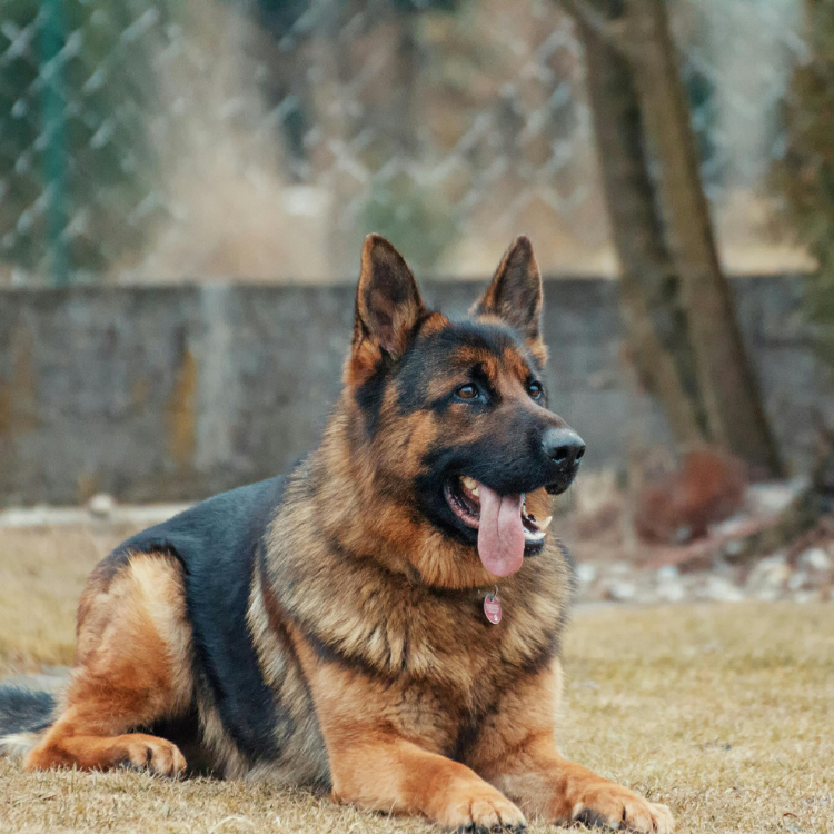 德國牧羊犬