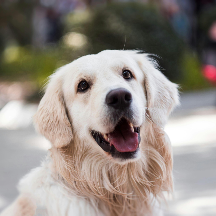 黃金獵犬：溫馨家庭不可或缺的伴侶犬，全面了解黃金獵犬的特點 - 豪拜兒