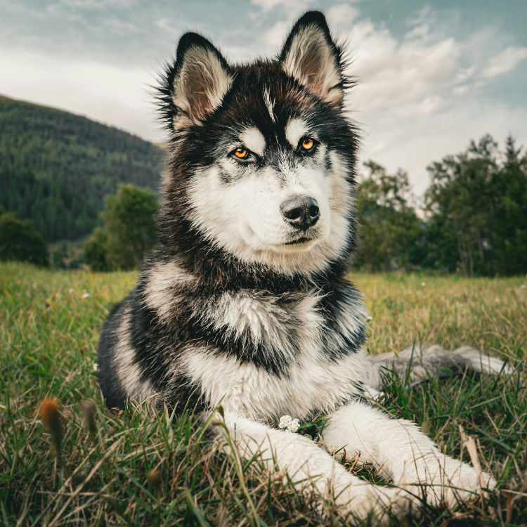 豪拜兒|拆家高手哈士奇：探索充滿活力的犬種，了解哈士奇的特點與飼養建議