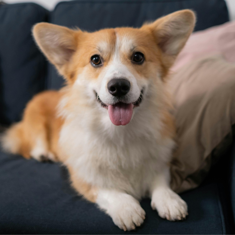 柯基犬養護秘訣 - 皇室最愛的牧羊犬伴侶介紹 - 豪拜兒